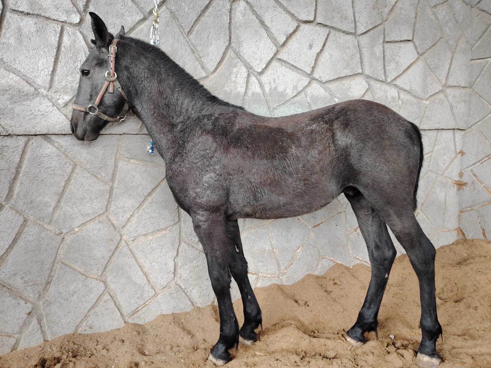 Descripción de la foto 4